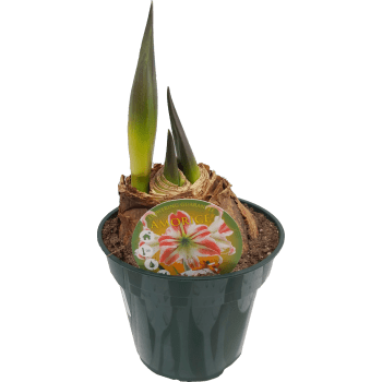 Amaryllis 2 stänglad tvåfärgad 13 cm.