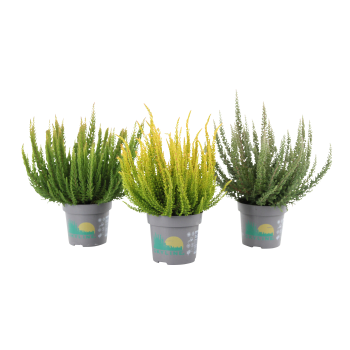 Ljung Calluna Skyline 11cm.