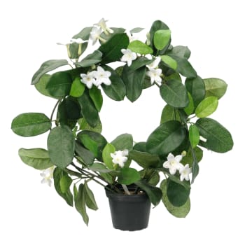 Doftranka Vit 40cm Konstväxt 1-p.