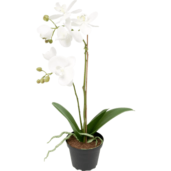 Phalaenopsis Vit 45cm Konstväxt 1-p.