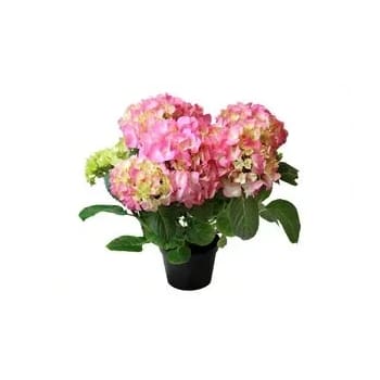 Hortensia.