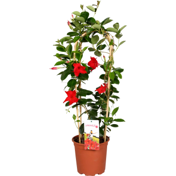 Dipladenia på spalje.