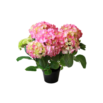 Hortensia 3-4 Klas.