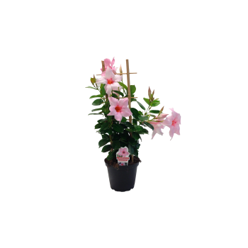Bägarranka spalje.
