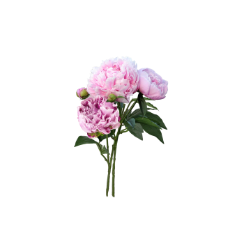 Pion i bunt 70cm rosa Blomsterboda.