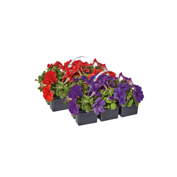 Sommarplant 6-p varierande sorter.