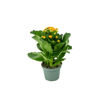 Kalanchoe orange.