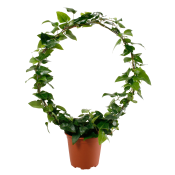 Murgröna båge 17cm kruka Höjd 60cm.