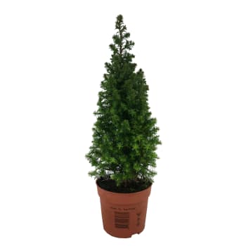 Julträd special 9cm kruka Höjd 30cm.