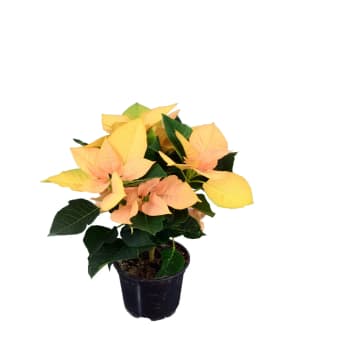 Höststjärna 12cm kruka Höjd 28cm aprikos.