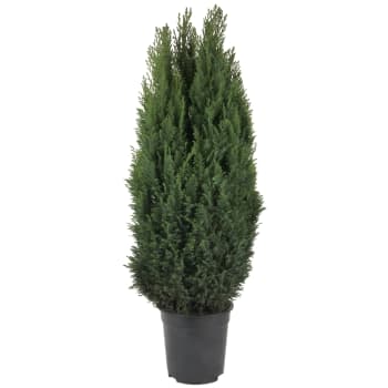 Ädelcypress 21cm kruka Höjd 75cm.