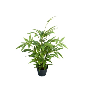 Bambu i kruka 45cm konstväxt.