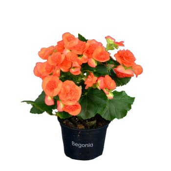 Begonia 12cm kruka Höjd 25cm orange.