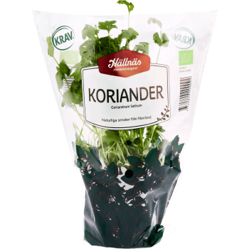 Koriander Kruka KRAV Hällnäs Handelsträdgård.
