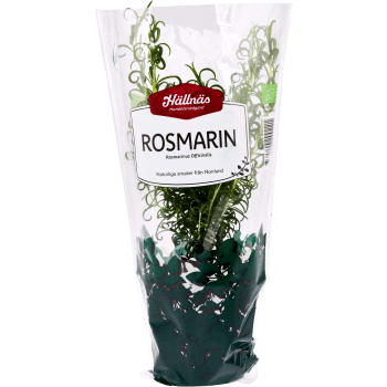 Rosmarin Kruka KRAV Hällnäs Handelsträdgård.