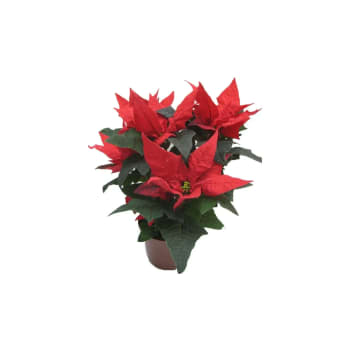 Julstjärna Jester Röd 1-p Blomsterboda.