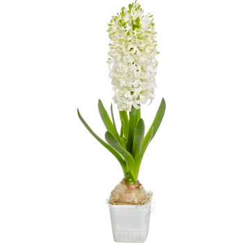 Hyacint Vit 1-p S-Blommor.