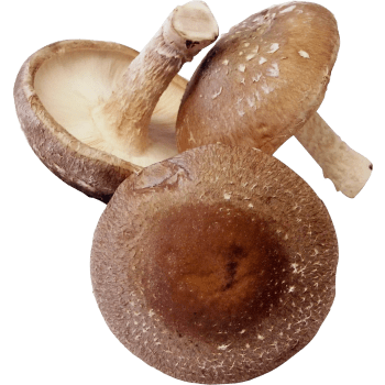Svamp Shiitake Eko ca 20g Klass 1.