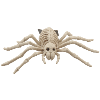 Skelett Spindel.