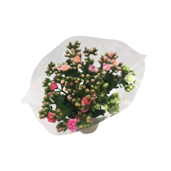 Kalanchoe 3-p 40cm blandade färger i buketten.