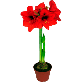 Amaryllis 2-stänglar 12cm kruka röd 1-p.