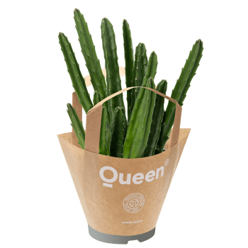 succulentmix papperspåsar.