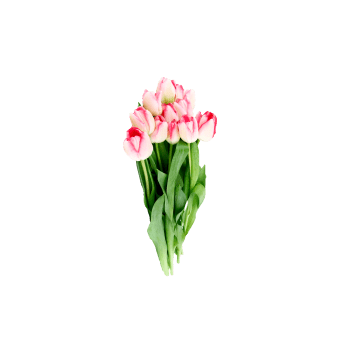 Tulpaner 10-p Varierande färger från Blomsterboda.