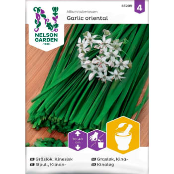 Gräslök Kinesisk Garlic oriental 1-p Nelson Garden.