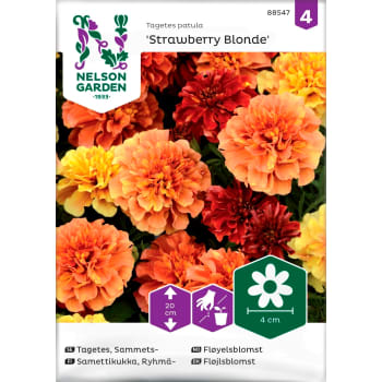 Tagetes Sammets Strawberry Blonde 1-p Nelson Garden.