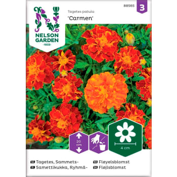 Tagetes Sammets Carmen 1-p Nelson Garden.