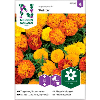 Tagetes Sammet Petite Mix 1-p Nelson Garden.