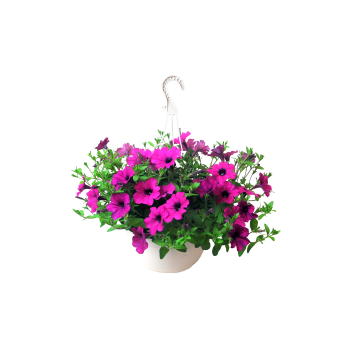 Hängpetunia ampel i varierande färger.