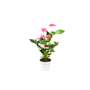 Rosenkalla, 14cm Rosa.