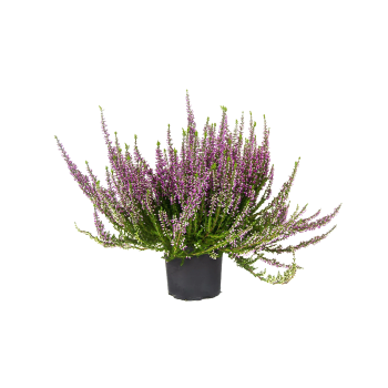 Ljung Calluna, 10cm varierande färger.