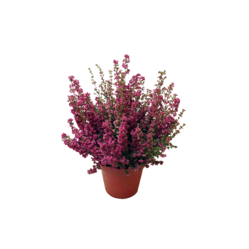 Höstljung erica i kruka, 11cm cerise.