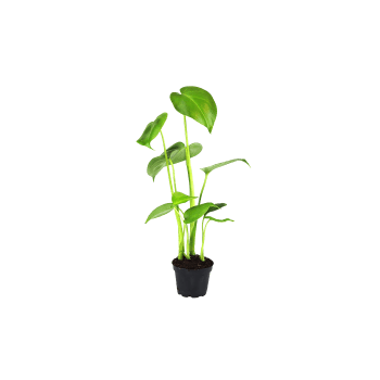 Monstera i kruka, 14cm.