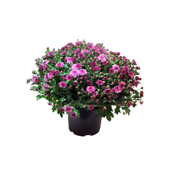 Chryssboll, Garden mums varierande färger..