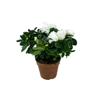Azalea i kruka 12cm varierande färger.