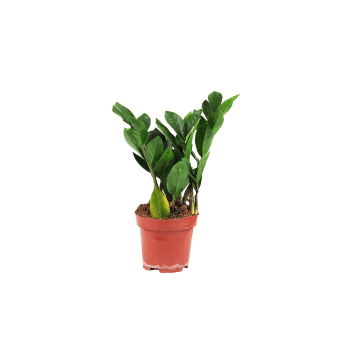 Smaragdblomma 12cm.