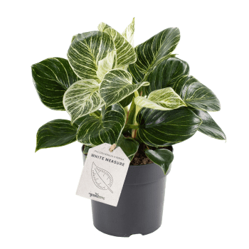 Philodendron birkin 11cm kruka Höjd 25cm.