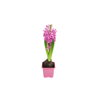 Hyacintlök Rosa 1-p.