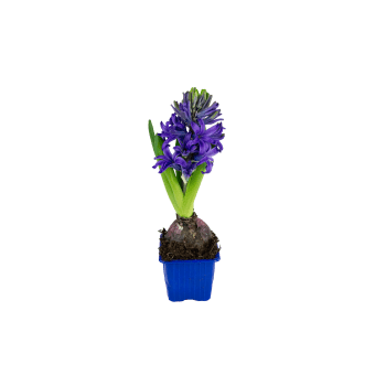Hyacintlök i varierande färger.