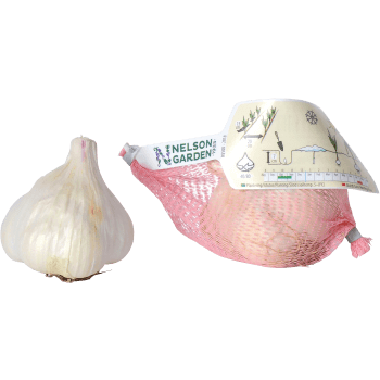 Vitlök Messidor.