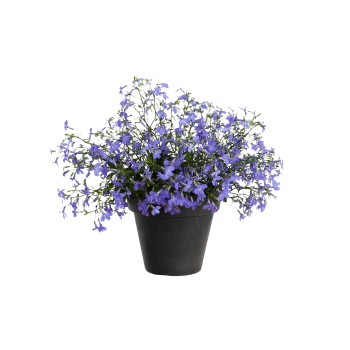 Lobelia Ricardi.