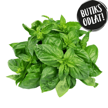 Basilika 60g Butiksodlad.