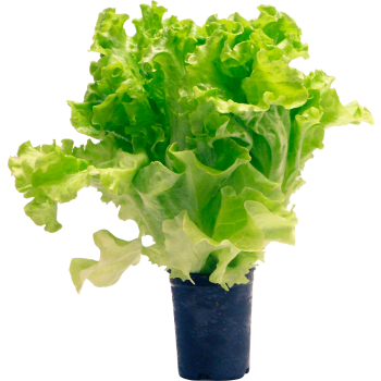 Kruksallat 250g Klass 1.