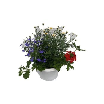 Midsommaramp.20 cm.