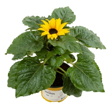 Solros ICA 13 cm.
