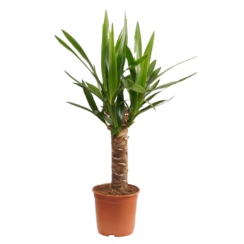 Yucca på stam S.