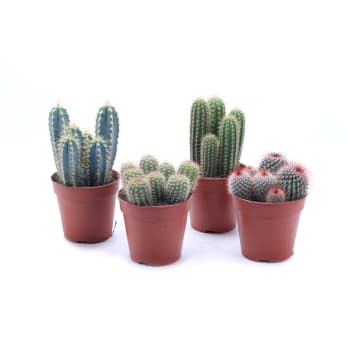 Kaktus varierande sorter 12cm kruka Höjd 25cm.